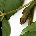 SpeciesSub: subsp. syriaca SpeciesSub: subsp. syriaca